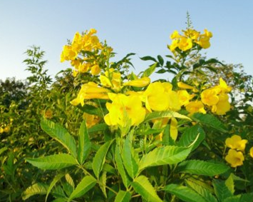 Tecoma stans (Trumpet bush, Yellow bells, Yellow elder)