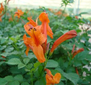 Tecomaria capensis Orange (Cape Honeysuckle)