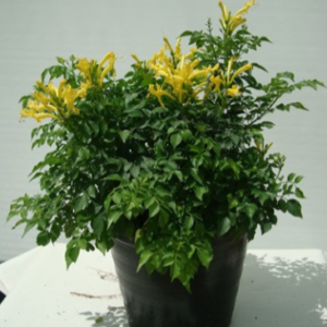 Tecomaria capensis Yellow (Cape Honeysuckle)