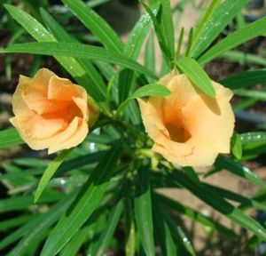 Thevetia peruviana (Lucky Nut, Yellow Oleander, Mexican Oleander)