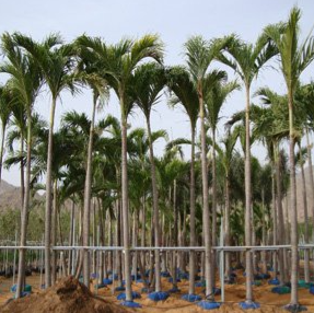 Veitchia merrillii (Christmas Palm, Manila Palm)