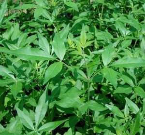 Vitex agnus-castus (Vitex, Chaste Tree, Lilac Chaste Tree, Monks Pepper)