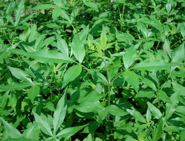 Vitex agnus-castus (Vitex, Chaste Tree, Lilac Chaste Tree, Monks Pepper)