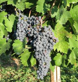 Vitis vinifera (Grapes)