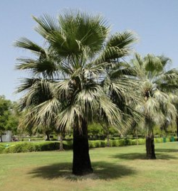 Washingtonia filifera (California Fan Palm)