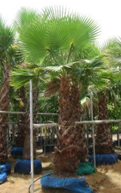 Washingtonia robusta (Mexican Fan Palm, Skyduster)