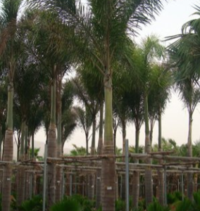 Wodyetia bifurcata (Foxtail Palm)
