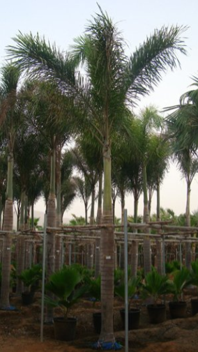 Wodyetia bifurcata (Foxtail Palm)