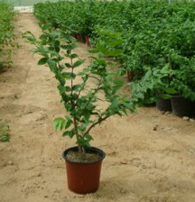 Wrightia religiosa (Wild Water Plum, Water Jasmine)