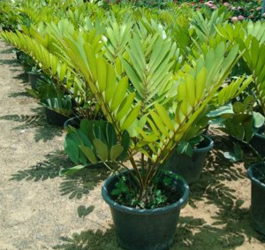Zamia furfuracea (Cardboard Palm)