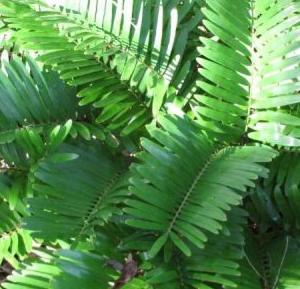 Zamia pumila (Florida Arrowroot, Guayiga, Seminole Bread)