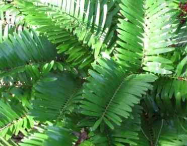 Zamia pumila (Florida Arrowroot, Guayiga, Seminole Bread)