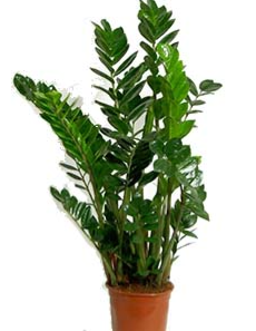 Zamioculcas
